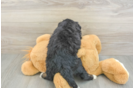 Mini Bernedoodle Puppy for Adoption