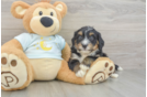 Smart Mini Bernedoodle Poodle Mix Pup