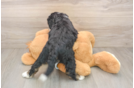 Best Mini Bernedoodle Baby