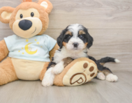 7 week old Mini Bernedoodle Puppy For Sale - Florida Fur Babies