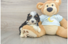 Energetic Mini Bernese Poodle Poodle Mix Puppy