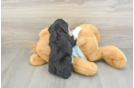 Mini Bernedoodle Pup Being Cute