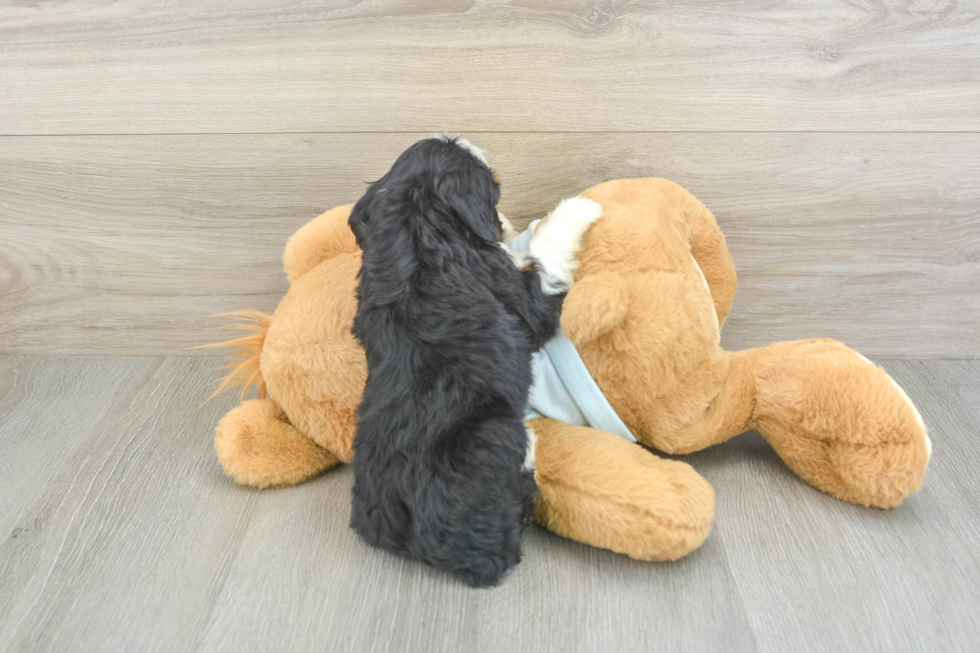 Mini Bernedoodle Pup Being Cute