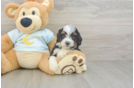 Mini Bernedoodle Pup Being Cute
