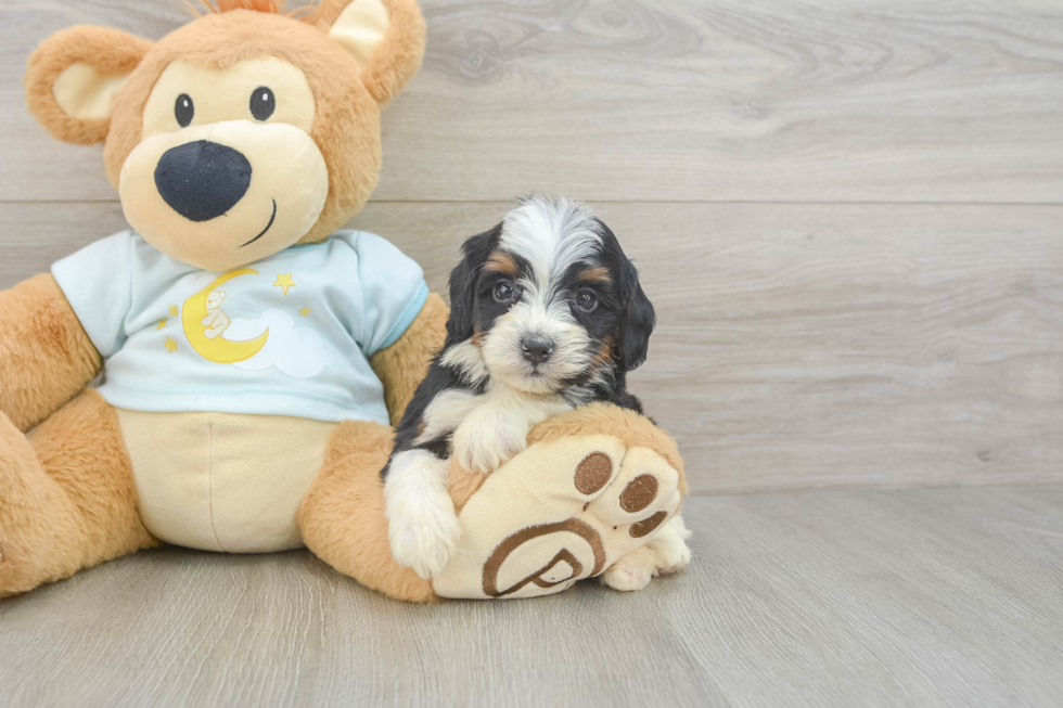 Mini Bernedoodle Pup Being Cute
