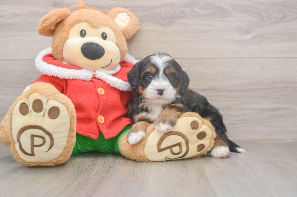 6 week old Mini Bernedoodle Puppy For Sale - Florida Fur Babies