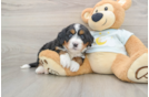 Best Mini Bernedoodle Baby