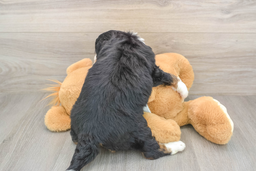 Best Mini Bernedoodle Baby