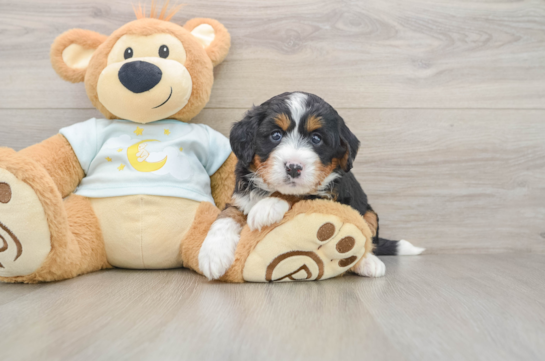 Hypoallergenic Mini Bernesepoo Poodle Mix Puppy