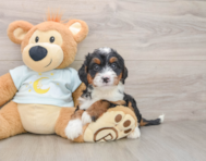 6 week old Mini Bernedoodle Puppy For Sale - Florida Fur Babies