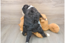Adorable Mini Bernese Poodle Poodle Mix Puppy