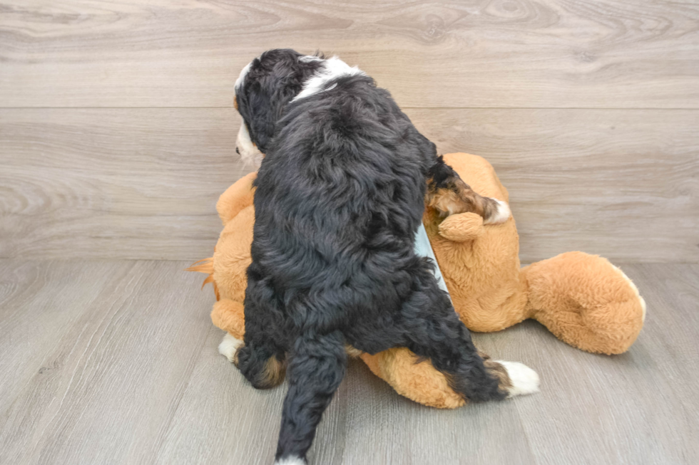 Adorable Mini Bernese Poodle Poodle Mix Puppy