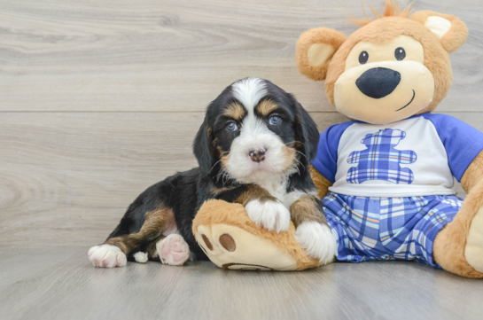Adorable Mini Bernadoodle Poodle Mix Puppy
