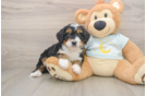 Popular Mini Bernedoodle Poodle Mix Pup