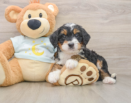 7 week old Mini Bernedoodle Puppy For Sale - Florida Fur Babies