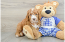 Funny Mini Bernedoodle Poodle Mix Pup