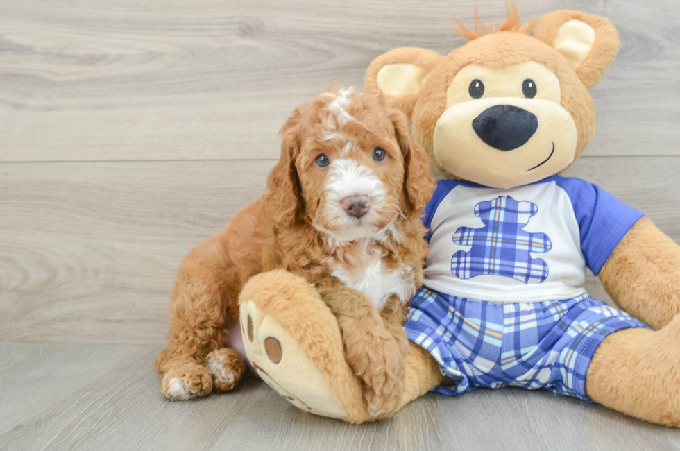 5 week old Mini Bernedoodle Puppy For Sale - Florida Fur Babies
