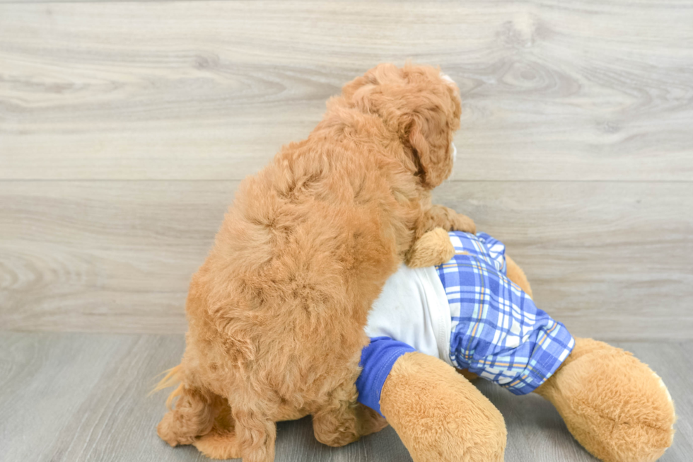 Best Mini Bernedoodle Baby