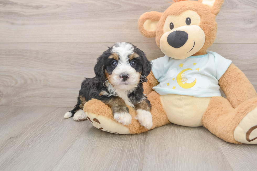 Mini Bernedoodle Puppy for Adoption