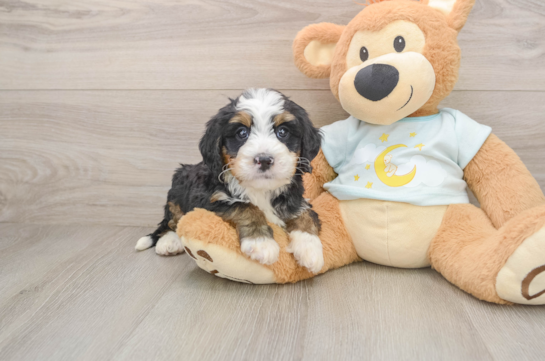 Mini Bernedoodle Puppy for Adoption