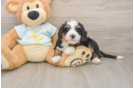 Little Mini Bernesedoodle Poodle Mix Puppy