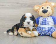 7 week old Mini Bernedoodle Puppy For Sale - Florida Fur Babies