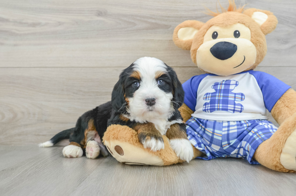 5 week old Mini Bernedoodle Puppy For Sale - Florida Fur Babies