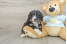 Fluffy Mini Bernedoodle Poodle Mix Pup