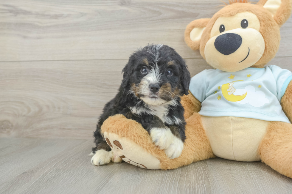 Fluffy Mini Bernedoodle Poodle Mix Pup