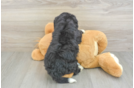 Mini Bernedoodle Pup Being Cute