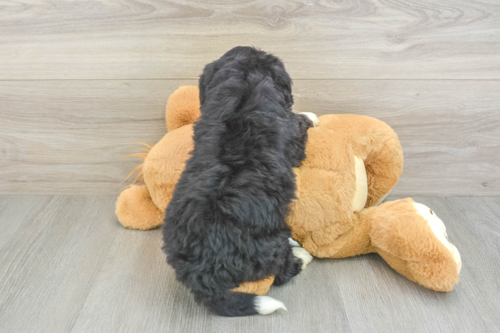 Mini Bernedoodle Pup Being Cute