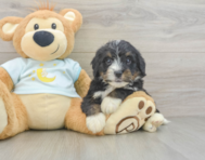7 week old Mini Bernedoodle Puppy For Sale - Florida Fur Babies