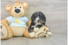 Best Mini Bernedoodle Baby