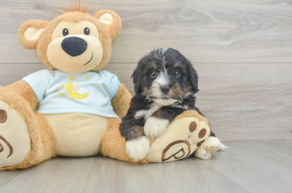 5 week old Mini Bernedoodle Puppy For Sale - Florida Fur Babies