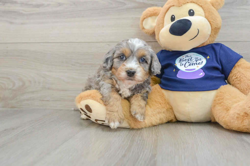 Petite Mini Bernedoodle Poodle Mix Pup