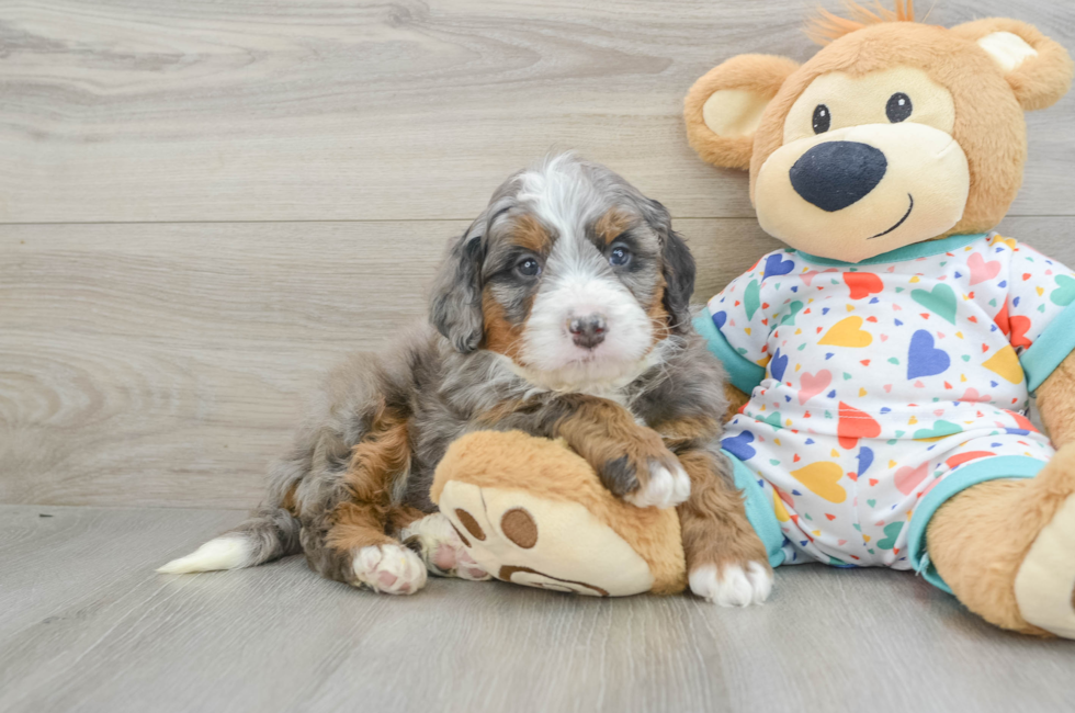 6 week old Mini Bernedoodle Puppy For Sale - Florida Fur Babies