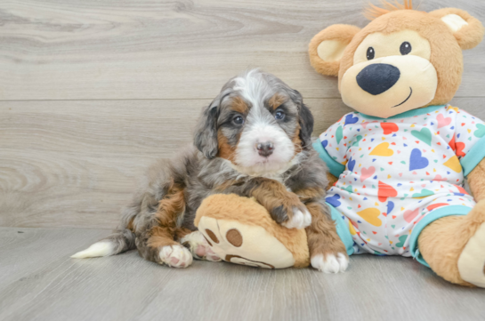 Mini Bernedoodle Pup Being Cute