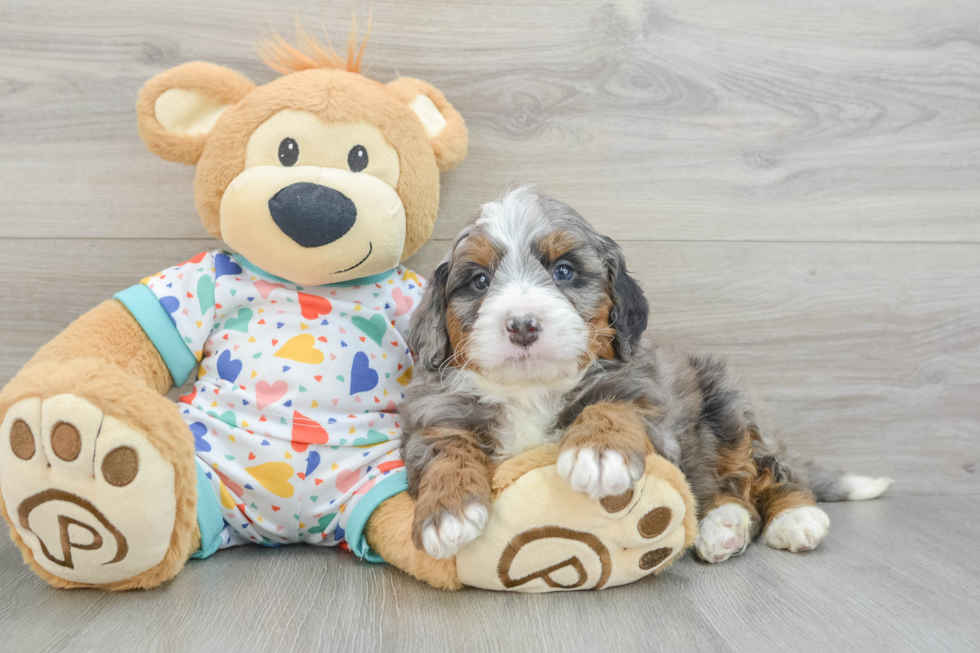 Petite Mini Bernedoodle Poodle Mix Pup