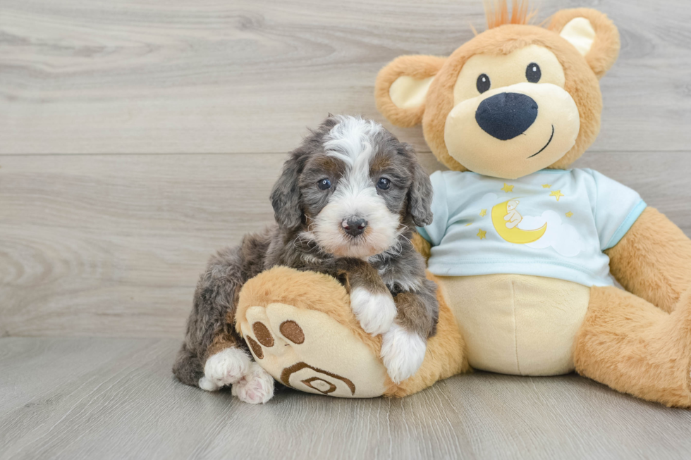 Happy Mini Bernedoodle Baby