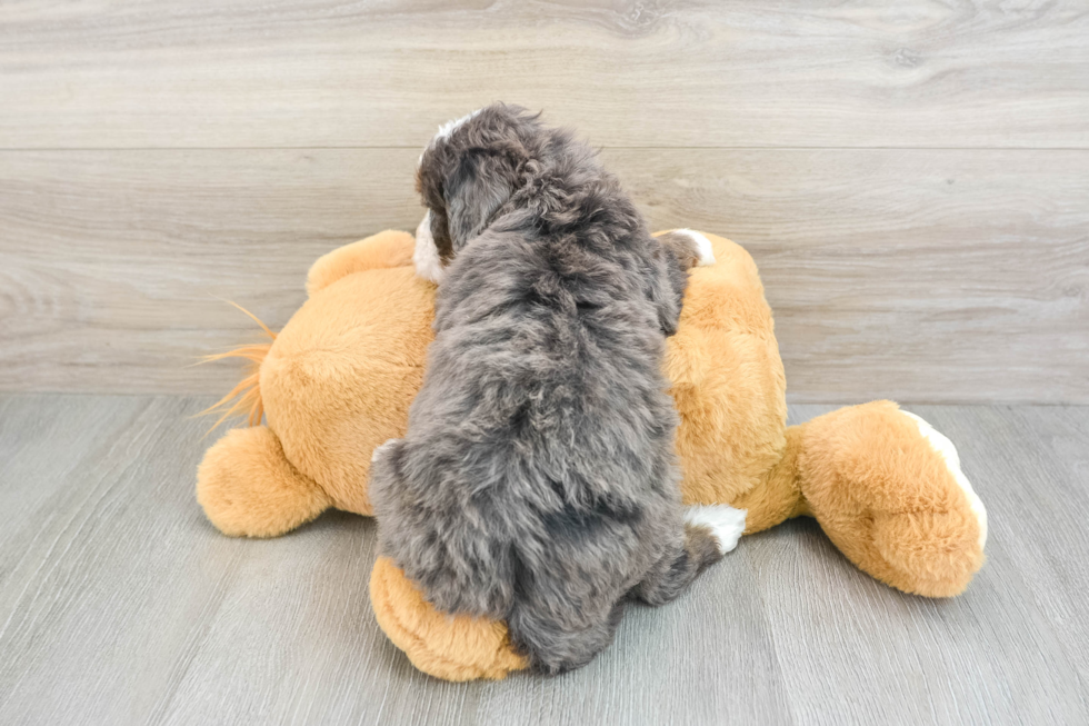 Little Mini Bernesepoo Poodle Mix Puppy