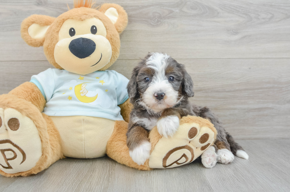 6 week old Mini Bernedoodle Puppy For Sale - Florida Fur Babies