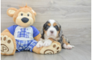 Best Mini Bernedoodle Baby