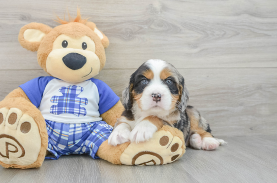 Best Mini Bernedoodle Baby