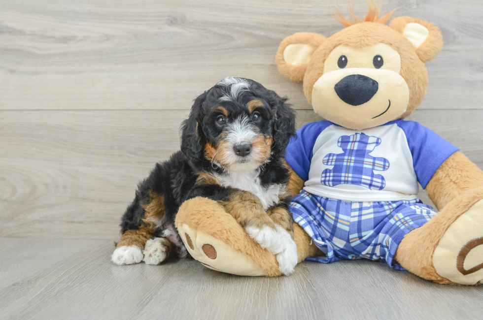5 week old Mini Bernedoodle Puppy For Sale - Florida Fur Babies