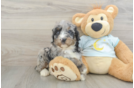 Happy Mini Bernedoodle Baby