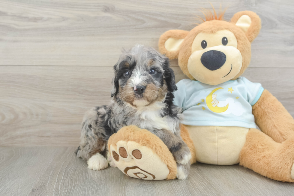 Happy Mini Bernedoodle Baby