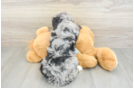 Mini Bernedoodle Puppy for Adoption
