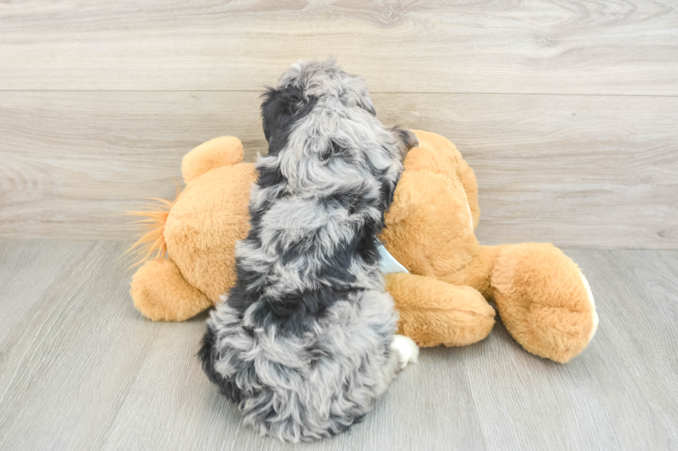 Mini Bernedoodle Puppy for Adoption
