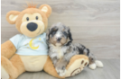 Energetic Mini Bernese Poodle Poodle Mix Puppy