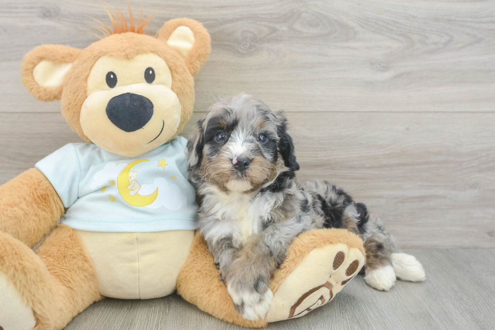 Energetic Mini Bernese Poodle Poodle Mix Puppy